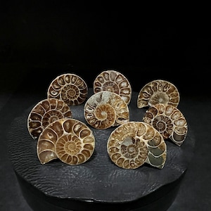 YEM  LOT H  Imperfect Unique Medium Custom Ammonite Fossil Drawer Cabinet Pulls Knobs, Black Metal Base, 25 to 35 mm