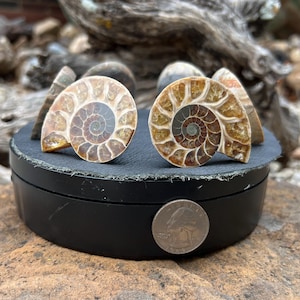 Op de afbeelding: Twee gepolijste ammonietfossielen met spiraalpatronen, in tinten bruin, beige en grijs. De fossielen worden getoond op een zwart oppervlak, met een munt voor een vergelijking van de grootte. Een object van natuurlijke historie.