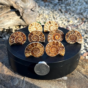 Matched PAIR of Ammonite Fossil Cabinet Knobs Pulls: Priced by the Pair