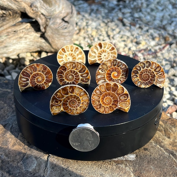 30 to 35mm | Matched PAIR of Ammonite Fossil Cabinet Knobs Pulls | Priced by the Pair