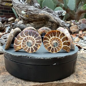40 to 45mm Ammonite Fossil Pair Cabinet Knobs Pulls | Made to Order | Natural Home Decor