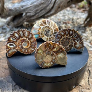 May include: Four fossilised ammonite shells with spiral patterns in shades of brown, tan, and cream. The shells are displayed on a black circular stand, highlighting their intricate details and natural beauty. The background features a blurred wooden texture.