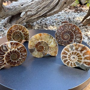 May include: Six polished ammonite fossils with spiral patterns in shades of brown, tan, and cream are arranged on a dark surface. The fossils vary in size and display intricate internal structures, showcasing natural geological formations.
