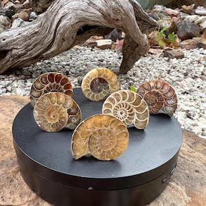 Op de afbeelding: Zes gepolijste ammonietfossielen met spiraalpatronen in bruin- en beigetinten zijn gerangschikt op een zwart oppervlak. De ingewikkelde details van de fossielen zijn zichtbaar en tonen hun natuurlijke schoonheid.