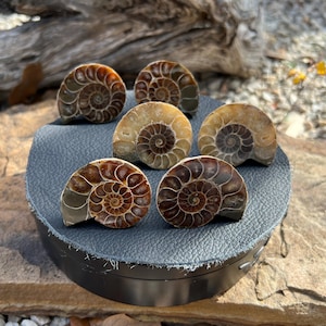 May include: Six polished ammonite fossils with spiral patterns, in shades of brown, tan, and cream, are displayed on a dark gray surface. The fossils are arranged in a circular pattern, showcasing their intricate details and natural beauty.