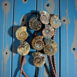 May include: A collection of seven polished ammonite fossils arranged in a cluster, each displaying intricate spiral chambers in shades of brown, tan, and grey. The fossils are attached to braided leather cords in black and copper tones.