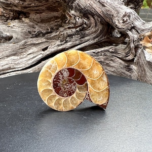 Op de afbeelding: Een gepolijst ammonietfossiel met een spiraalpatroon. Het fossiel toont tinten van bruin, bruin en roodbruin. De kamers van de schelp zijn duidelijk zichtbaar en tonen het ingewikkelde ontwerp. Een natuurhistorisch exemplaar.