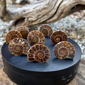 May include: Eight polished ammonite fossils with detailed spiral patterns in brown and tan hues. The fossils are displayed on a black rotating stand, with a blurred wooden backdrop. Each fossil is a unique piece of natural history.