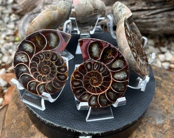 Unique XL Ammonite Fossil Pairs for Collectors | Includes Acrylic Stands | Natural Decorative Shelves