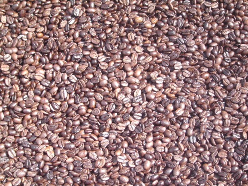 Brazilian Santos Fresh Roasted Coffee Beans Java Jane's image 1