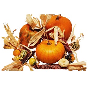 May include: An arrangement of orange pumpkins, gourds, and dried corn. The pumpkins vary in size and shape, with some having textured surfaces. The corn has red, purple, and yellow kernels. The arrangement is set against a white background.