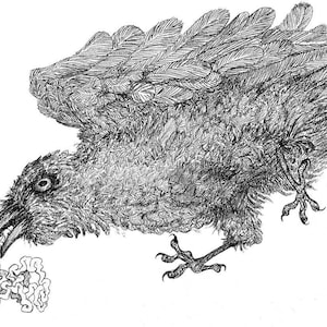 Dead Crow illustration digital print size A5 glossy