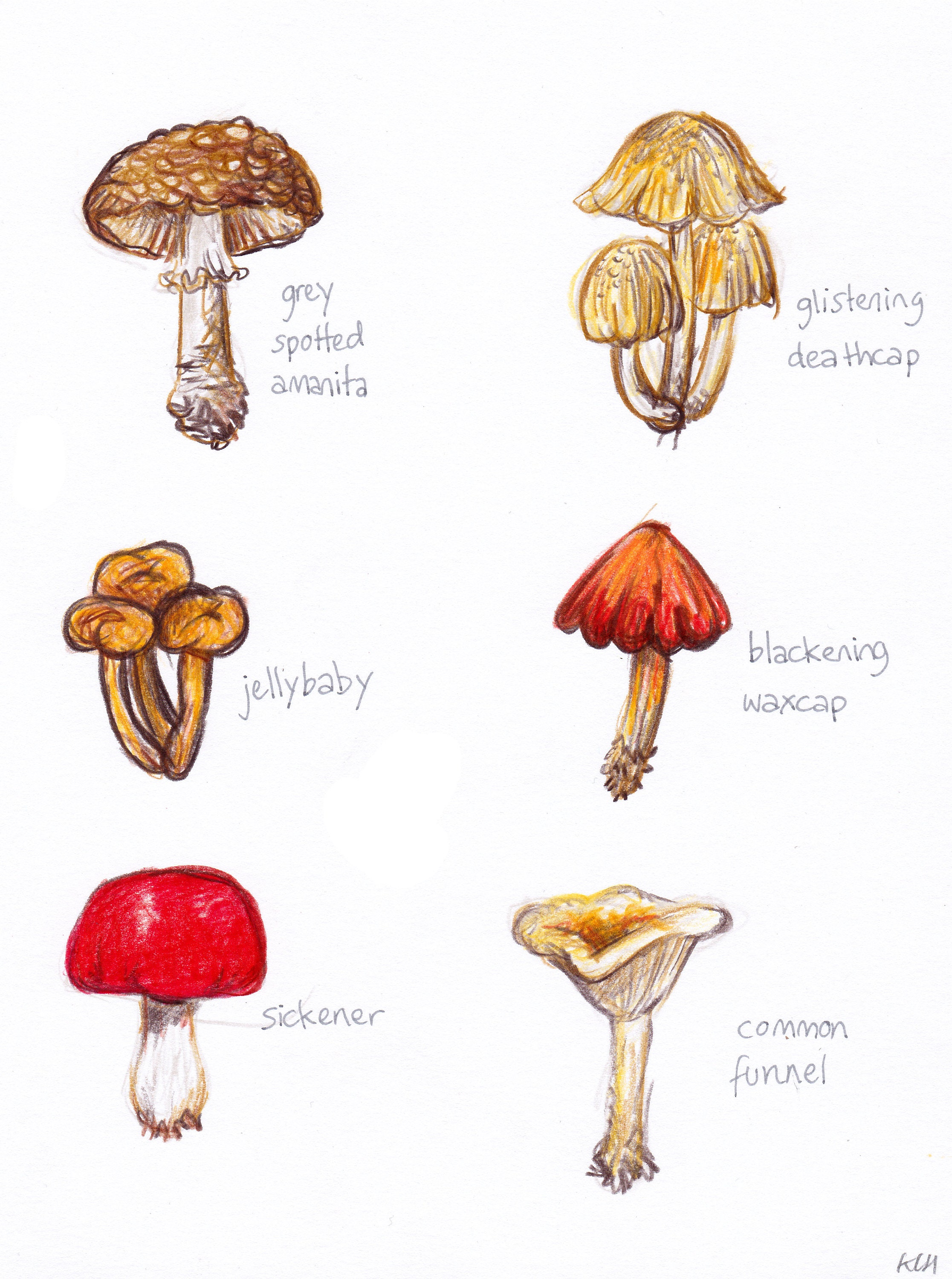 Learn How to Draw a Mushroom Mushrooms Step by Step  Drawing Tutorials