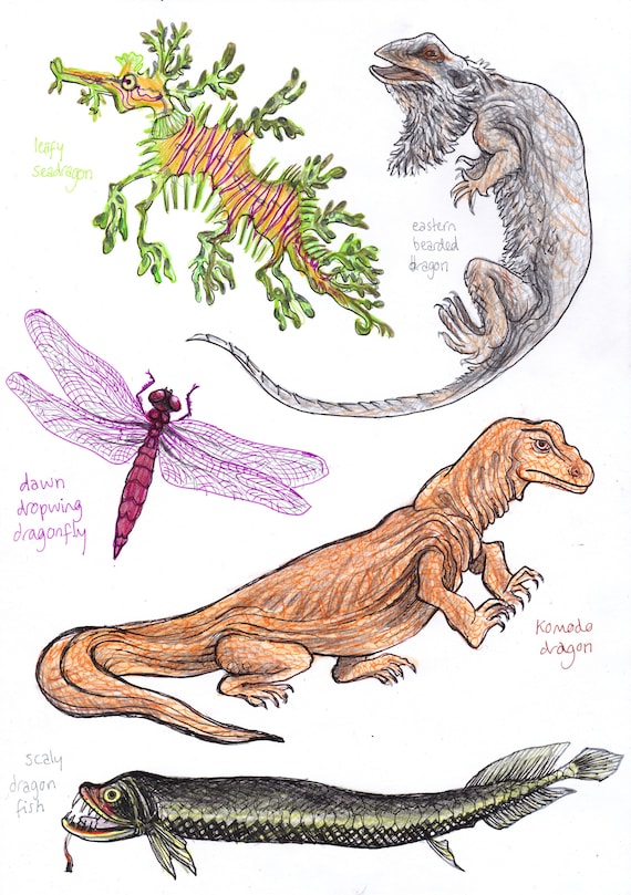 Real Life Dragons Original Illustration Drawing for Inktober - Etsy New Zealand Real Life Dragons Original Illustration Drawing for Inktober - Etsy New Zealand