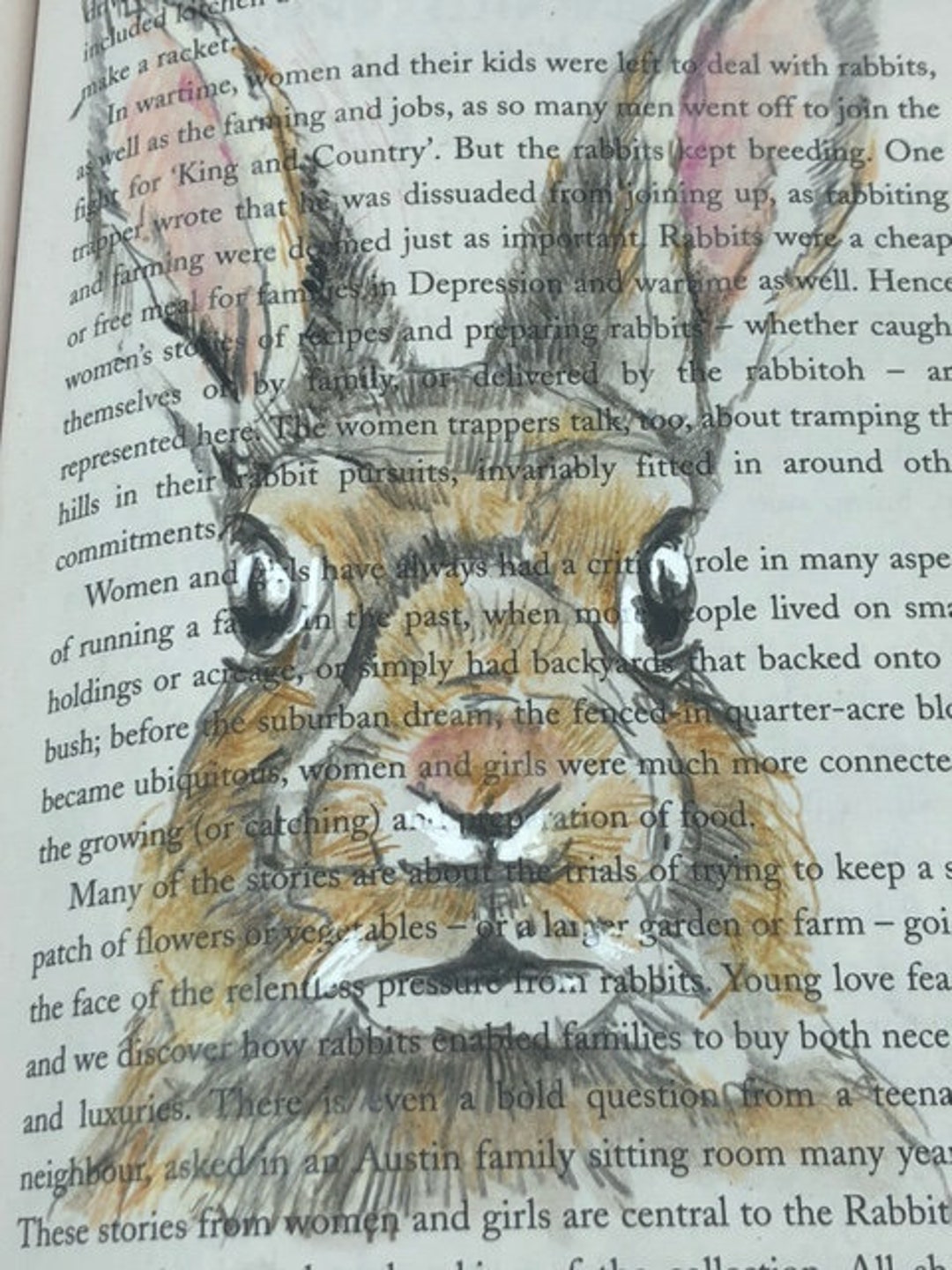 Drawing in Books Great Australian Rabbit Stories - Etsy