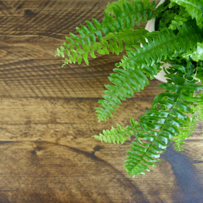 May include: A close-up of a green fern plant with lush foliage, growing in a white pot. The plant is positioned on a brown wooden surface.