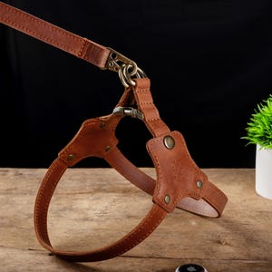 May include: A brown leather dog harness and leash set. The harness features a chest plate with decorative stitching and metal hardware. The leash is attached with a brass-colored swivel clip. The set is displayed on a wooden surface with a small potted plant in the background.