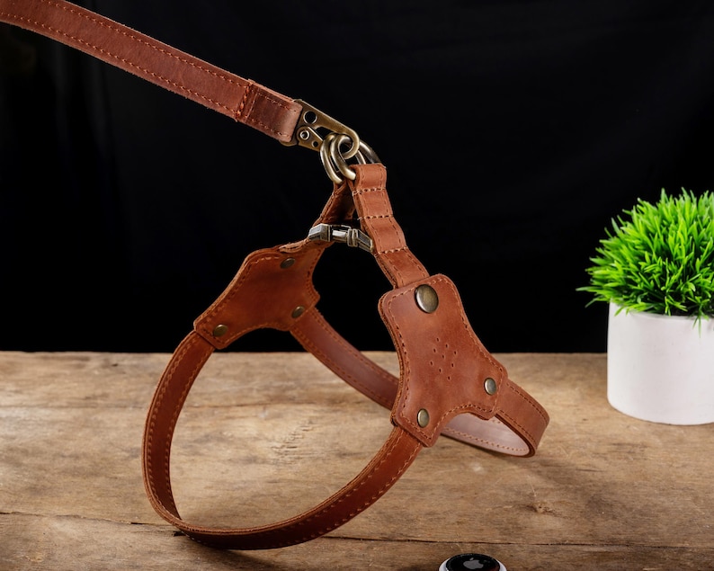 May include: A brown leather dog harness and leash set. The harness features a chest plate with decorative stitching and metal hardware. The leash is attached with a brass-colored swivel clip. The set is displayed on a wooden surface with a small potted plant in the background.