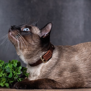 May include: A Siamese cat with blue eyes wearing a brown leather collar, looking upwards with its mouth slightly open. The cat is lying on a wooden surface with green foliage in the foreground.