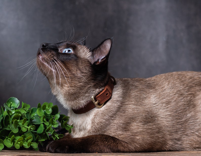 May include: A Siamese cat with blue eyes wearing a brown leather collar, looking upwards with its mouth slightly open. The cat is lying on a wooden surface with green foliage in the foreground.