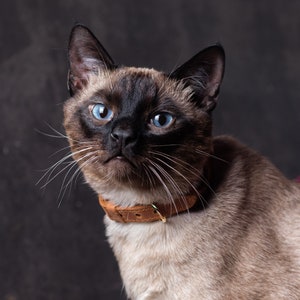 Op de afbeelding: Een Siamese kat met blauwe ogen en een bruin leren halsband, die recht in de camera kijkt.