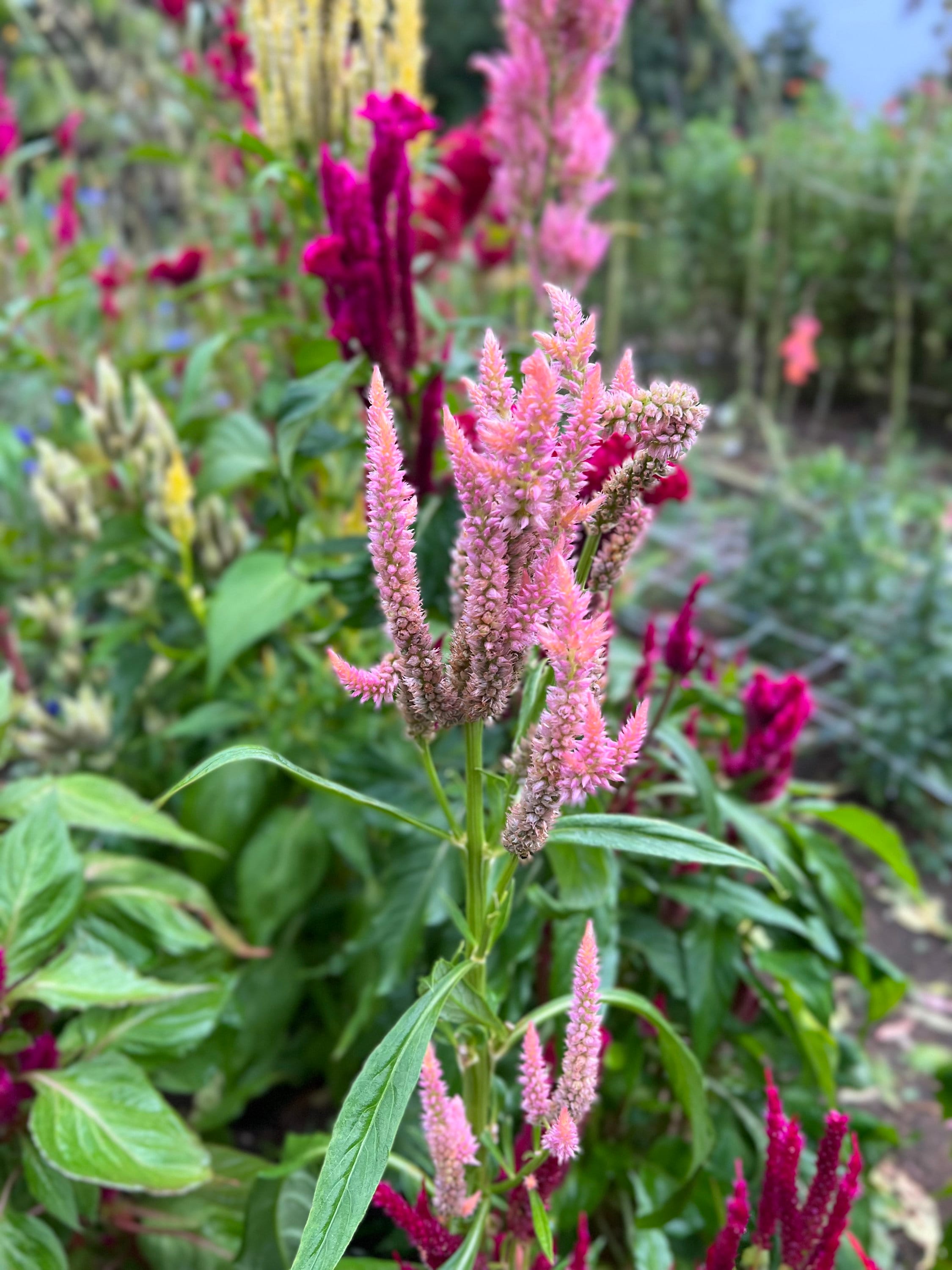 100 Celosia Pampas Plume Seed Mix Yellow Red Pink Celosia - Etsy