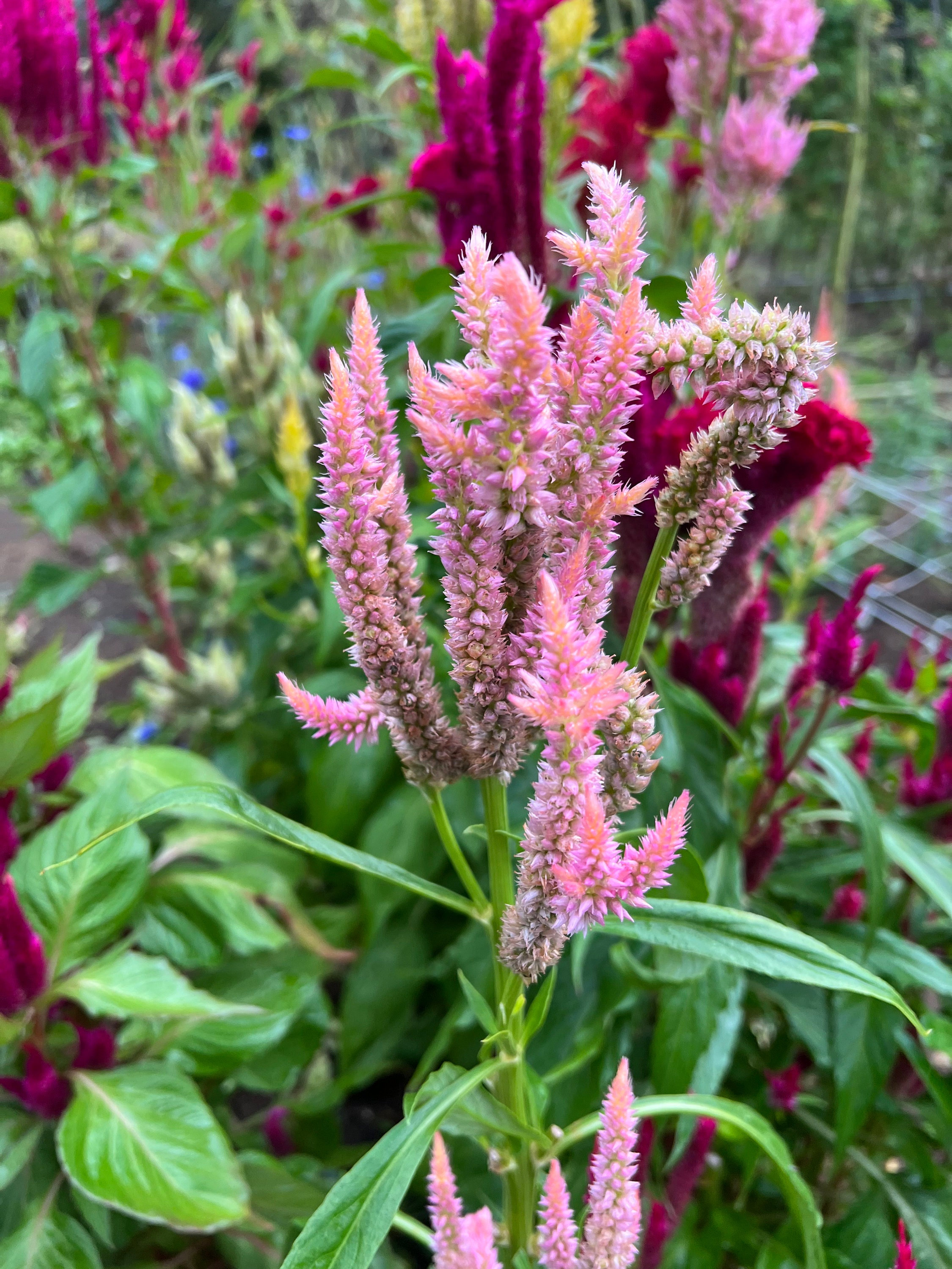 100 Celosia Pampas Plume Seed Mix Yellow Red Pink Celosia - Etsy