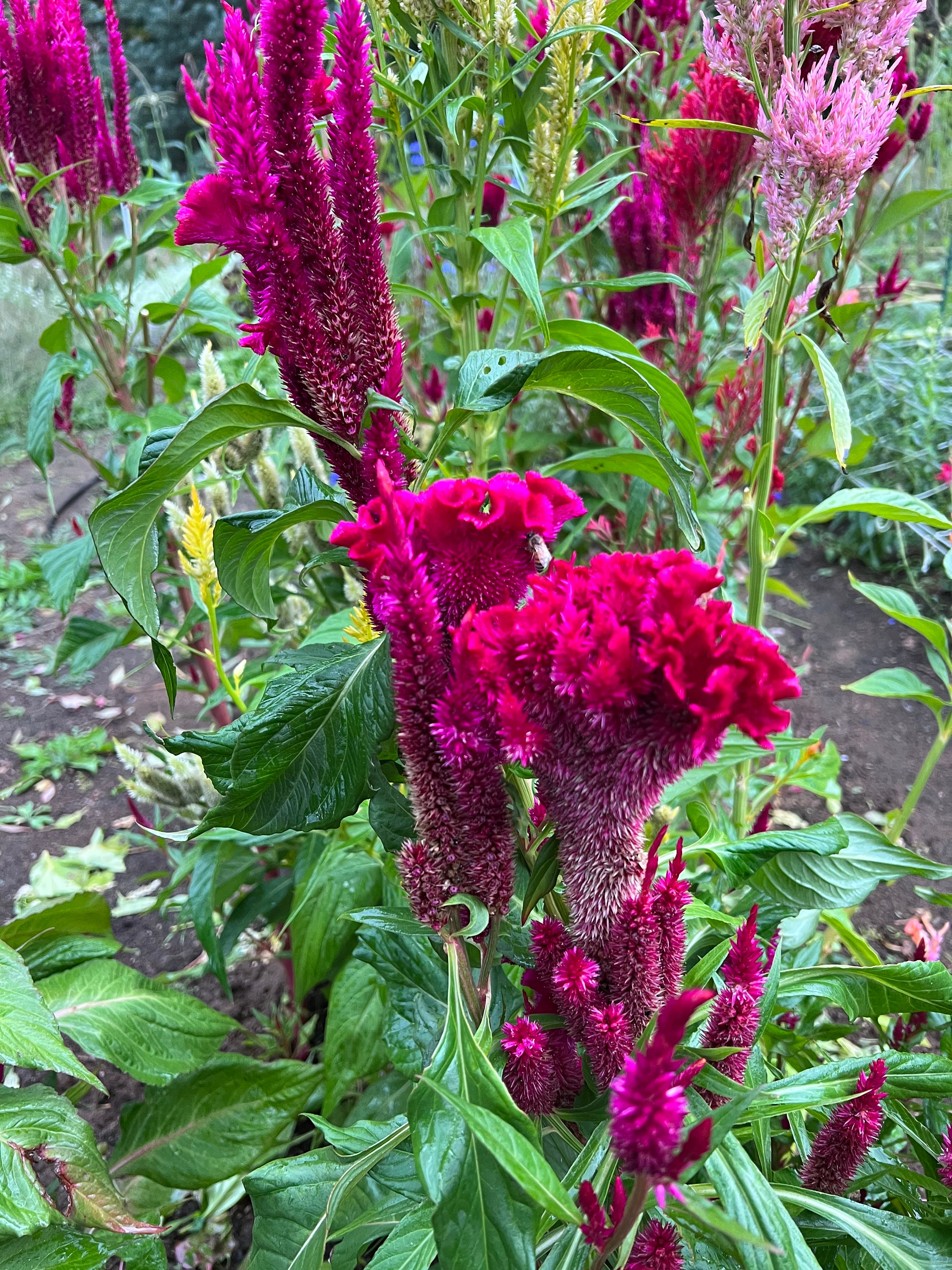 100 Celosia Pampas Plume Seed Mix Yellow Red Pink Celosia - Etsy