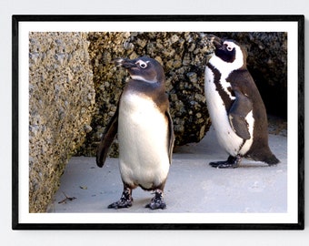 Penguin Print. South African Penguin Colour Photograph. Wildlife Photography