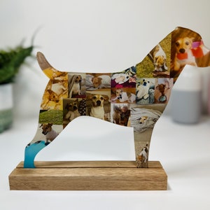 Collage de fotos de perros Jack Russell