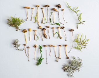 Tiny fungus resin small miniature mushroom moss and lichen craft box