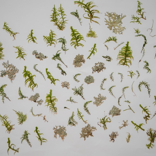flat hand pressed moss for scrapbooking, candle making, invitations, jewerly making, resin art