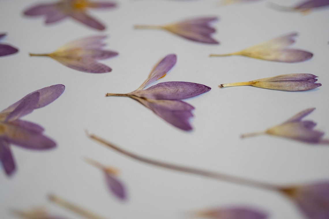 Real flat hand pressed dried crocus saffron flowers Etsy