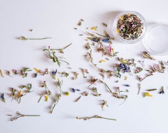Tiniest dried flowers, buds, petals, veronica flowers, heather