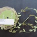 Olive Green Leaf Vine Trim 4007A