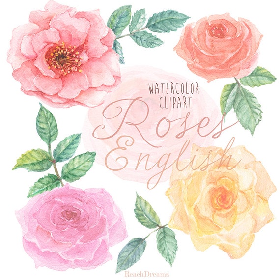 Englische Rosen Aquarell Clipart Von Hand Bemalt Aquarell Etsy