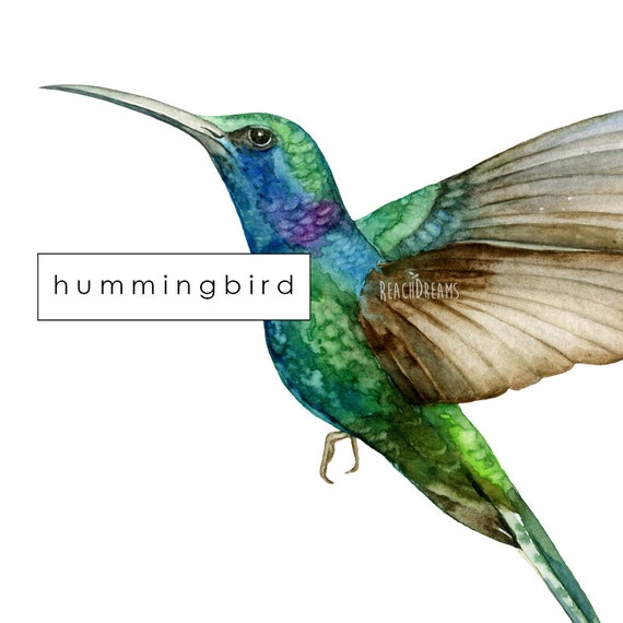 imágenes prediseñadas de aves exóticas - Etsy España