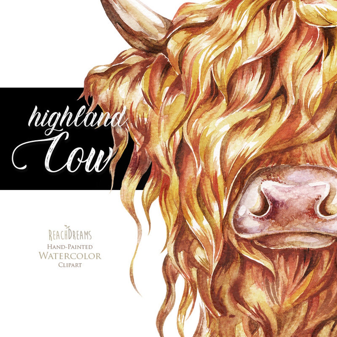 Highland Cow Png Watercolor Cow Clipart Highland Cows Head - Etsy