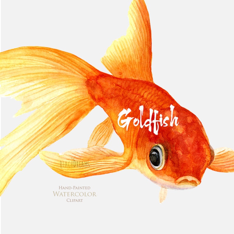 May include: Hand-painted watercolor clipart of a goldfish with orange and yellow fins and a red body. The goldfish is swimming with its mouth open and its eyes are black. The word "Goldfish" is written in white text on the image.