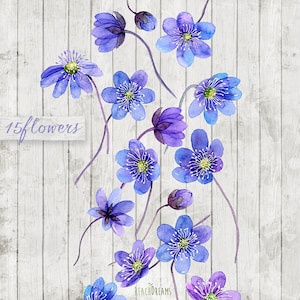 Bouquet floreale primaverile, Clipart acquerello, Fiori della foresta dipinti a mano Hepatica, Elementi fai da te per matrimonio, Invito, PNG