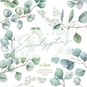 Eucalyptus. Clipart floral aquarelle. Éléments individuels. Feuilles vertes, feuille, verdure, sauvage, mariage, mariée, branche, forêt, png numérique