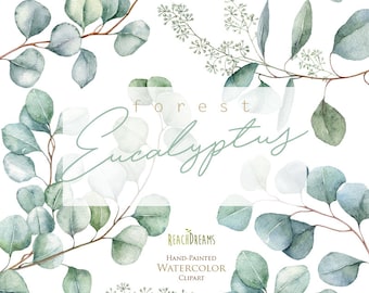 Eucalyptus. Watercolor Floral Clipart. Individual Elements. Green leaves, leaf, greenery, wild, wedding, bridal, branch, forest, digital png