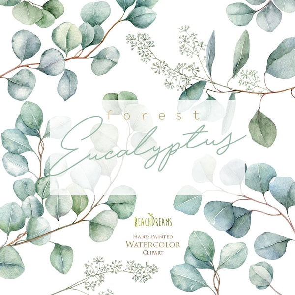 Eucalyptus. Watercolor Floral Clipart. Individual Elements. Green leaves, leaf, greenery, wild, wedding, bridal, branch, forest, digital png