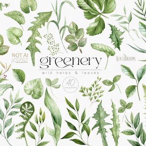 Clipart de flores silvestres, folhas verdes em aquarela, flores silvestres de verão, ervas verdes do campo, clipart floral, elementos PNG de ervas em aquarela