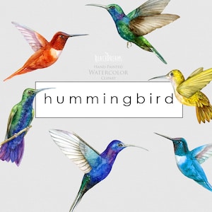 Colibrì, clipart acquerello, uccelli esotici, tropicale, colibrì png, clip art colibri, uccelli selvatici, inviti, giardino, carino, paradiso