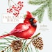Watercolor Birds, Holiday clipart, Red Cardinal, Merry Christmas, forest, conifers, floral, red winter bird, invite, greeting cards, birdie  