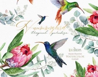 May include: Watercolor illustration of hummingbirds and protea flowers. The hummingbirds are green, blue, and orange. The protea flowers are pink and red. The text "Hummingbird Tropical Paradise" is written in gold script.