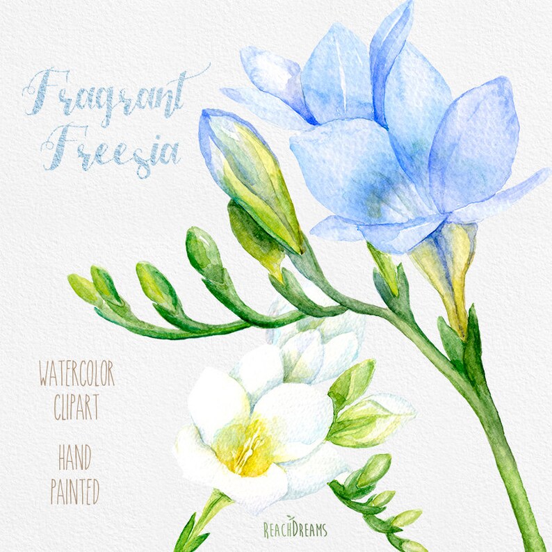 Freesia Flowers Hand Painted Clipart Watercolor. Digital