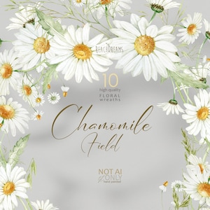 Kamille Hochzeit Blumen, Aquarell Gänseblümchen Blumen, weiße Blume, Hochzeitseinladung Clipart, Kränze Clipart, Aquarell Braut Clipart PNG