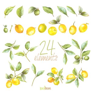 May include: Watercolor illustration of 24 lemon and lime elements, including fruit, leaves, and branches. The illustration is on a white background and includes the text "24 elements".